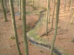 Fluss im Wald